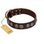 "Treasure Hunter" FDT Artisan Brown Leather Pitbull Collar with Old-Bronze-like and Silvery Medallions