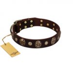 "Snazzy Paws" FDT Artisan Brown Leather Pitbull Collar Adorned with Conchos and Medallions