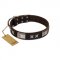 "Satin Beauts" FDT Artisan Brown Leather Pitbull Collar with Stars and Plates