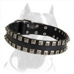 Shiny Leather Pitbull Dog Collar Unususal Design