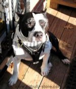 Staffordshire Bull Terrier Walking /Tracking dog harness