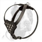 Full Grain Natural Leather Pitbull Puppy Harness