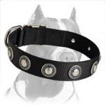 Nylon Dog Collar with Vintage Silver Conchos for Pitbull