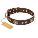 'One-of-a-Kind' FDT Artisan Pitbull Brown Leather Dog Collar with Studs