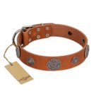 "Foxy Nature" FDT Artisan Tan Leather Pitbull Collar with Chrome Plated Brooches