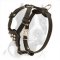 Good-looking Pitbull Puppy Harness