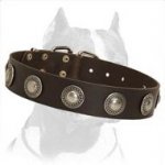Gorgeous Wide Leather Dog Collar With Silver Conchos for Pitbull