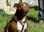 Luxury handcrafted leather dog harness made To Fit Pitbull