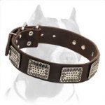 Luxury Leather Dog Collar for Pitbull