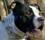 prong collar for American Staffordshire Terrier 50004 (3.25mm)