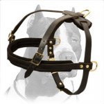 Elegant Leather Pitbull Dog Harness with extra rings for cart attaching