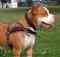 Pitbull leather dog harness for tracking,pulling walking
