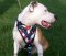 Best American Dog Harness For Amercian Pit Bull Terrier