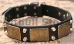 Gorgeous War Dog Leather Dog Collar- brass massive + 2 pyramids