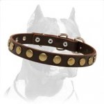 Special Pitbull Dog Leather Collar With Brass Circles