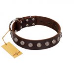 "Lucky Silver" Designer Handmade FDT Artisan Brown Leather Pitbull Collar