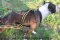 Weight Dog Pulling Harness for Pitbull