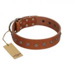 "Daintiness" Designer Handmade FDT Artisan Tan Leather Pitbull Collar with Silver-Like Adornments