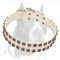 White Leather Pitbull Dog Collar with Square Nickel Studs