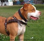 Pitbull leather dog harness for tracking,pulling walking