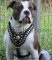 PITBULL BEST DOG HARNESS- ROYAL PADDED LEATHER HARNESS