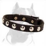 Sophisticated Leather Pitbull Collar - for Connoisseurs of Quality and Fashion