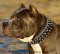 Leather Spiked and Studded Pitbull Dog Collar