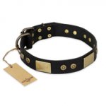 "Spanish night" FDT Artisan Black Leather Pitbull Collar for Daily Walking- 1 1/2 inch (40mm) wide