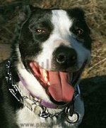 Training Curogan Pinch dog collar - Herm Sprenger 50004 (3.25mm)