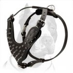 Stunning Design Spiked Leather Dog Harness for Pitbull