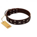 "Bigwig Woof" FDT Artisan Brown Leather Pitbull Collar with Chrome Plated Stars and Square Studs