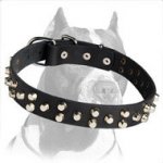 Leather Collar with Cool Studs for handling your Pitbull