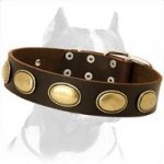 Exclusive Leather Collar with Designer Brass Plates for Pitbull