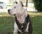 Royal Dog Harness - Exclusive Design Studded Leather Harness