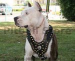 Royal Dog Harness - Exclusive Design Studded Leather Harness