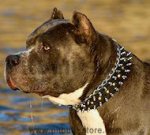 Leather Spiked and Studded Pitbull Dog Collar