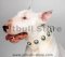 BullTerrier Leather Dog Collar with Silver Circles Blue Stones