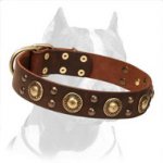 'Golden Knights' Pitbull Dog Collar