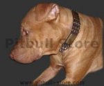 Leather Spiked Pitbull Collar Made to Last