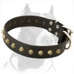 Gorgeous Wide Leather Dog Collar with Brass Decoration