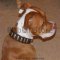 Designer Leather Dog Collar For Pitbull-American Pit Bull Terrie