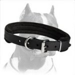 Pitbull Dog Comfortable Leather Collar with felt Padding