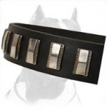 Sturdy Dog Collar with nickel plates made for Pitbull