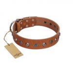 "Silver Age" Fashionable FDT Artisan Tan Leather Pitbull Collar with Silver-Like Studs