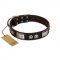 "Baller Status" FDT Artisan Brown Leather Pitbull Collar Adorned with a Set of Chrome Plated Studs and Plates