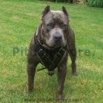 2 ply Leather Pitbull Harness-BEST CUSTOM PITBULL HARNESS