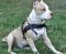 White pitbull with harness - walking pitbull dog harness
