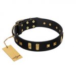 "Fit for Royalty" FDT Artisan Black Leather Pitbull Collar with Plates and Small Square Studs