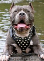 American Pit Bull Terrier Custom Leather Dog Harness with studds
