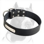 Pitbull Leather Collar with Stainless Steel Name Plate
